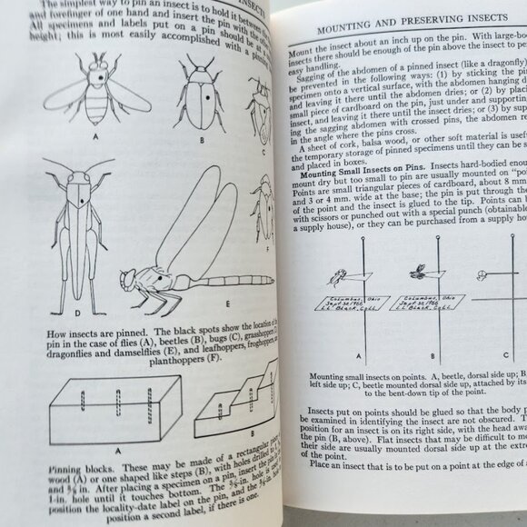 Peterson Field Guide Insects of America North of Mexico Vintage Book Entomology - Picture 8 of 14